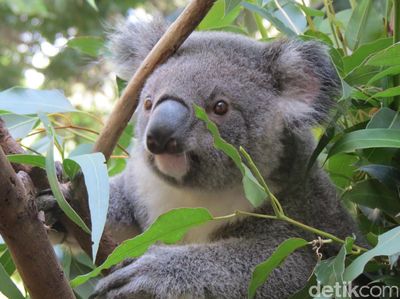 Selfie Bareng Kanguru dan Koala di Gold Coast