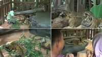 Bayi harimau ini menarik perhatian wisatawan (Muhajir/detikTravel)