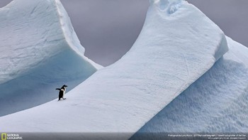 Ketika sedang berlayar di sepanjang semenanjung Antartika, sang fotografer Larry Malvin bertemu dengan seoekor pinguin. Dengan cepat ia pun mengeluarkan kameranya untuk mengabadikan aksi pinguin yang sedang berjalan di atas gunung es yang terjal.  (Foto: National Geographic/Larry Malvin)