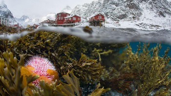 Panorama cantik dengan dua objek darat dan air di sebuah desa yang terletak di Lofoten, Norwegia. Karya fotografer Sergey Lukankin. (Foto: National Geographic/Sergey Lukankin)
