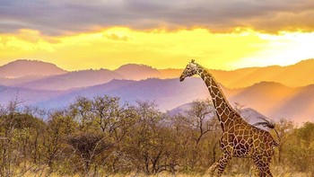 Potret indah dengan objek hewan jerapah dan pemandangan alam saat matahari terbenam. Terletak di Taman Meru National, Kenya karya fotografer Mike Holtby. (Foto: National Geographic/Mike Holtby)