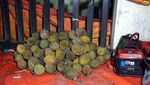 Wisata Malam di Pohuwato, Belah Durian Yuk!