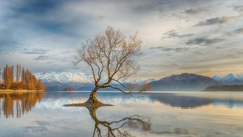 Foto refleksi pepohonan di pagi hari, merupakan karya fotografer Linda Cutche. Foto yang diambil di Wanaka, Otago, New Zealand. (Foto: National Geographic/Linda Cutche)