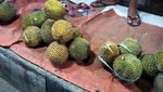 Wisata Malam di Pohuwato, Belah Durian Yuk!