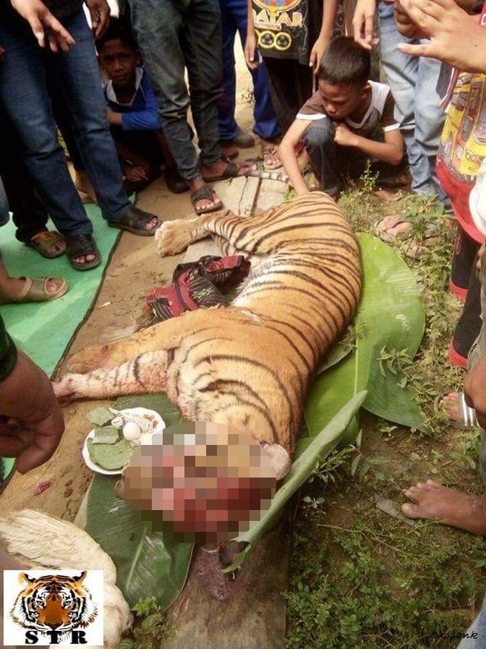 Harimau Sumatera di Sumut Mati Mengenaskan: Kumis dan Kelamin Hilang