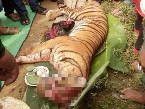 Harimau Sumatera yang mati mengenaskan (Foto: Sumatran Tiger Rangers)
