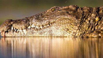 Fotogafer Alison Langevad ingin menyaksikan sang buaya melahap makanannya, sejak sore dia sudah memantau buaya untuk dijepretnya. Pantulan sinar matahari dan suasana tenang membuat foto ini tampak memukau. (Foto: National Geographic/Alison Langevad)