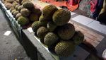 Wisata Malam di Pohuwato, Belah Durian Yuk!
