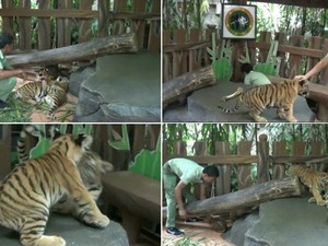Weekend Pertama Ramadan, Ayo Lihat Bayi Harimau Lucu di Prigen