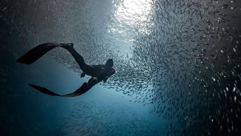 Selain mencari juara utama, kontes ini juga akan memilih tiga besar pemenang dari masing-masing kategori seperti Nature, Cities dan People. Foto seorang penyelam yang dikeliling ribuan ikan, foto yang diambil di Tonga ini, merupakan karya fotografer Marc Henauer. (Foto: National Geographic/Marc Henauer)