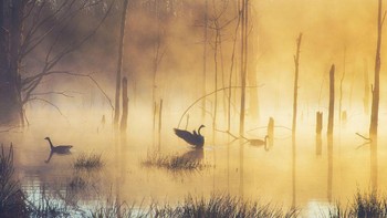 Foto menawan yang diabadikan fotografer Scott Summers menunjukkan foto beberapa angsa di danau dengan suasana kabut. (Foto: National Geographic/Scott Summers)