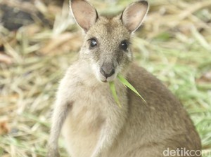 Yang Kamu Harus Tahu Tentang Kanguru Papua