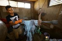 Proses penyamakan kulit buaya.