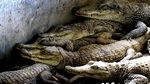 Melihat Sentra Kerajinan Kulit Buaya di Merauke