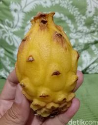 Ini Buah Naga Kuning yang Manis dengan Harga Fantastis