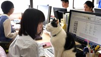 Eri Ito, salah satu karyawan yang bekerja di Ferray, mengaku senang kucing-kucing berkeliaran di kantornya. Dengan melihat kucing yang tidur di sebelahnya saat bekerja, Ito merasa tenang. (Foto: Japan Times/AFP-JIJI)