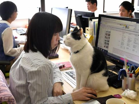 Karyawan bekerja bersama kucing