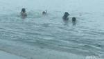Eksotisnya Si Hitam Manis dari Sabang