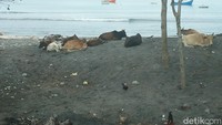 Jangan kaget, pantai ini tak begitu ramai oleh manusia. Justru banyak dihuni oleh sapi-sapi yang berkeliaran bebas (Bonauli/detikTravel)
