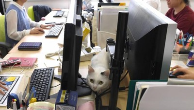 Kucing-kucing Lucu Penghilang Stres di Kantor