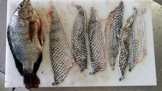 Ikan Tilapia, di antaranya adalah mujair dan nila, yang kulitnya digunakan sebagai bahan untuk mengobati luka bakar
