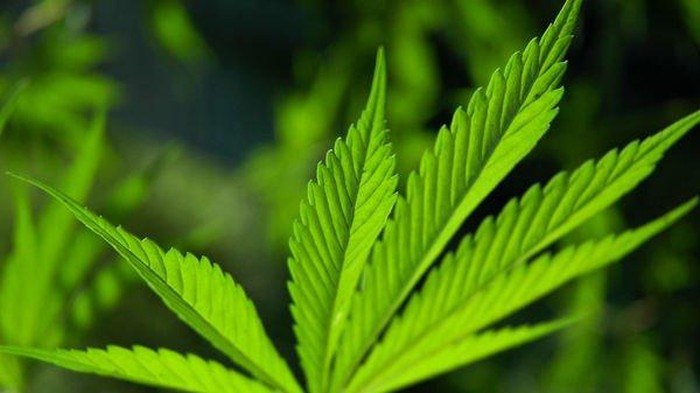 Baru Seratusan Orang Gunakan Ganja Pengobatan di Australia