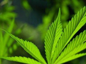 Baru Seratusan Orang Gunakan Ganja Pengobatan di Australia
