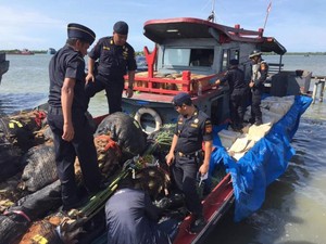 Penyelundupan Ribuan Bibit dan Pohon Kurma Digagalkan