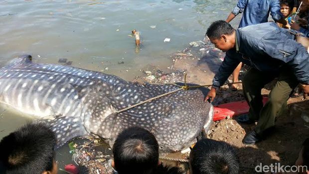 Seekor Hiu Paus Terdampar di Perairan Gresik