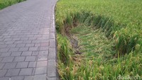 Sisi kanan dan kiri ruas jalan ini adalah sawah, sehingga sedikitnya tiga bekas mobil terjungkal tampak dari padi yang rusak. Saat malam, ruas jalan ini juga tidak terlalu terang karena minimnya penerangan.