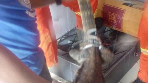 Biawak yang masuk ke mesin air akhirnya bisa dievakuasi.