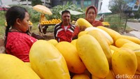 Timun suri banyak dicari warga selama Ramadan ini sebagai campuran es buah.