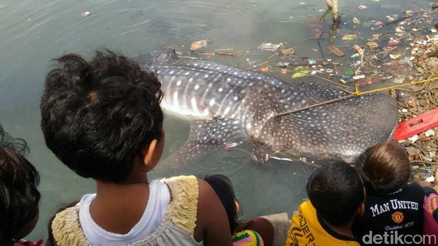 Seekor Hiu Paus Terdampar di Perairan Gresik