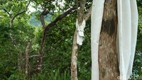 Terlihat beberapa pohon yang diberi kain putih. Sebagai tanda penghormatan akan Wali Tengku (Bonauli/detikTravel)