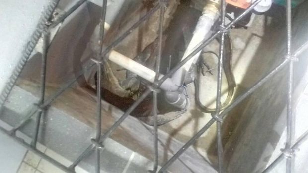 Biawak diduga berasal dari kebun dan masuk ke rumah warga.