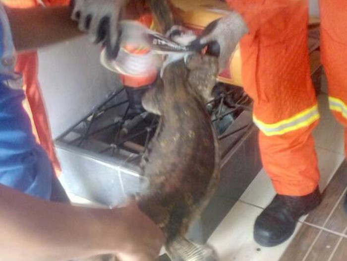 Heboh Biawak Masuk Rumah Warga Minta Tolong Petugas Damkar