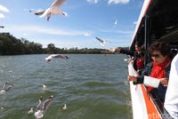 Memberi makan camar dan pelikan (Fitraya/detikTravel)