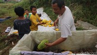 Timun suri tersebut dijual seharga Rp7.000-Rp30.000 per buah tergantung berat dan ukuran.
