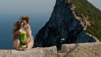 Monyet di Gibraltar Makan Tanah Usai Disuapi Junk Food oleh Turis