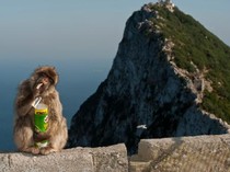 Monyet di Gibraltar Makan Tanah Usai Disuapi Junk Food oleh Turis