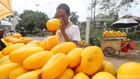 Petani memanen timun suri di kawasan Kembangan, Jakarta, Selasa (30/5).