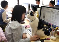 Cegah Stres, Kantor Ini Izinkan Pegawai Main dengan Kucing Saat Kerja