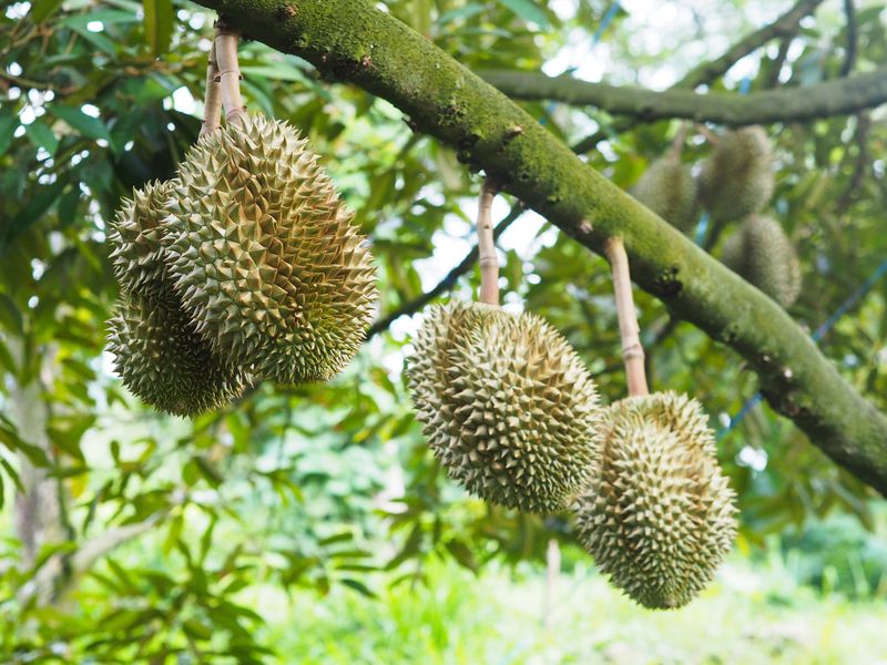 Fresh durian fruit hanging on tree in orchard