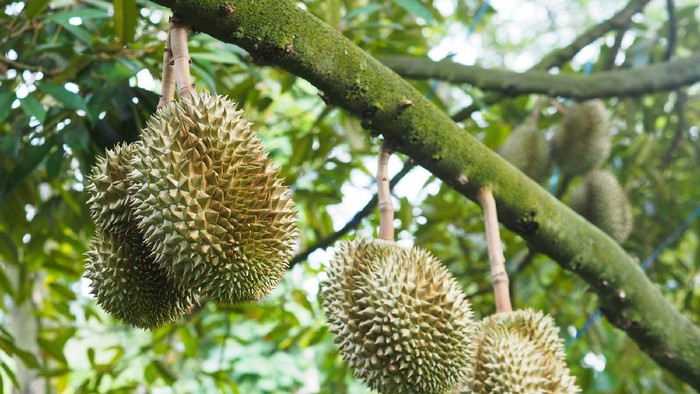 Fresh durian fruit hanging on tree in orchard