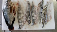 Kulit ikan yang digunakan berasal dari ikan tilapia, ikan air tawar yang biasa ditemui di perairan Brazil. Tilapia sendiri adalah sebutan umum untuk ratusan ikan air tawar yang berasal dari keluarga Cichlidae. Contoh dari ikan tilapia yang populer di Indonesia seperti ikan mujair atau nila. (Foto: REUTERS/Paulo Whitaker)