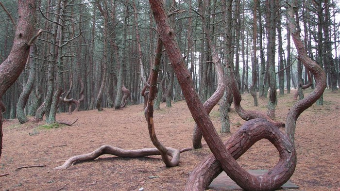 Fenomena Pohon-pohon Menari