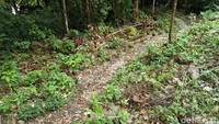 Lokasinya memang cukup tersembunyi, yaitu di seberang kawasan hutan lindung Iboih. Tak jauh dari Gua Kelelawar. Jaraknya sekitar 10 menit dengan menggunakan motor dari kampung Iboih (Bonauli/detikTravel)