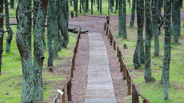 Hutan ini pun diliputi oleh sejumlah mitos