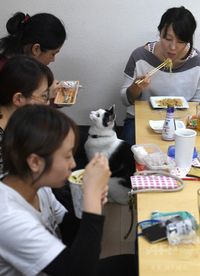 Cegah Stres, Kantor Ini Izinkan Pegawai Main dengan Kucing Saat Kerja