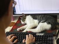 Cegah Stres, Kantor Ini Izinkan Pegawai Main dengan Kucing Saat Kerja